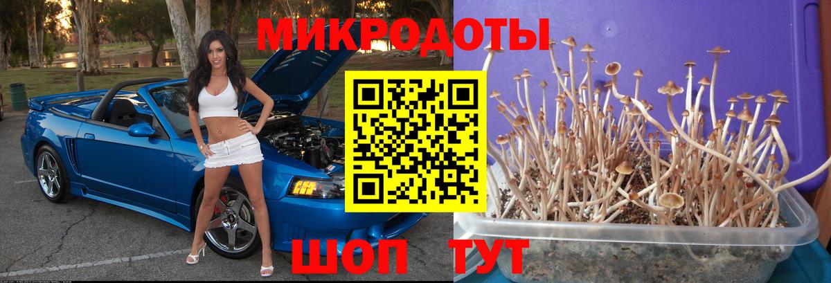 Псилоцибиновые грибы Psilocybe Улан-Удэ